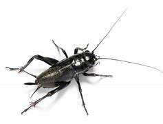 Image result for Ugly Cricket