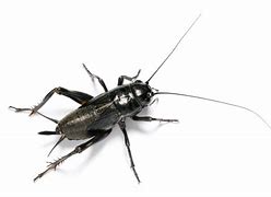Image result for Cricket the Insect