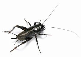 Image result for Red Cricket Insect
