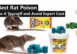 Image result for Green Block Rat Poison