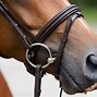 Image result for Different Horse Bits