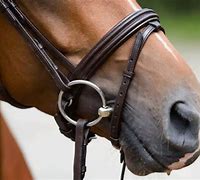 Image result for Painful Horse Bits