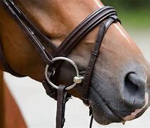Image result for Bit in Horses Mouth