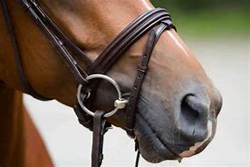 Image result for Very Aggresive Horse Bits