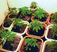 Image result for Clone Plants
