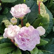 Image result for Primula veris dubbel paars