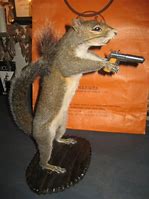 Image result for Bad Taxidermy Animals
