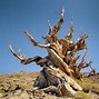 Image result for 8000 Year Old Tree