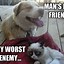 Image result for Good Morning Grumpy Cat
