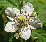 Image result for Rubus Fruticosus