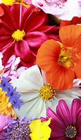 Image result for Yellow Flowers iPhone 12