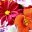 Image result for Floral iPhone Art