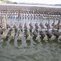 Image result for Pacific Oyster Spawning