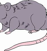 Image result for Rat Drawing Easyu