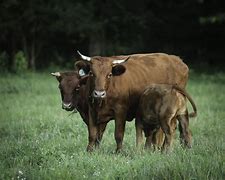 Image result for Dexter Cattle