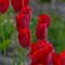 Image result for Tulipa aximensis