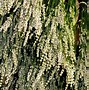 Afbeeldingsresultaten voor Lavandula angustifolia Aromatico (r) Blue