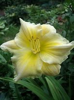 Image result for Hemerocallis Tequila and Lime