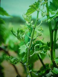 Image result for Powdery Mildew On Grapes