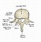 Image result for Basic Spine Anatomy