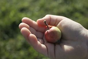Image result for Little Apple