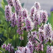 Image result for Stachys Summer Crush