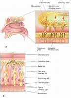 Image result for Olfactory Cells