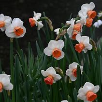 Image result for Narcissus Brook Ager
