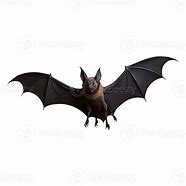 Image result for Transparent Bats Flying