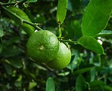 Image result for Lemon Fruit with Green Area