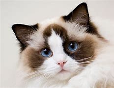 Image result for ragdolls cats breed