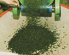 Image result for Tea Plant Processing