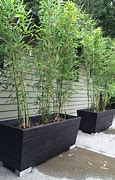 Image result for Pots for Bamboo Plants