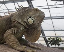 Image result for Big Chin Lizard