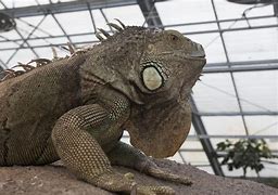 Image result for Types of Big Lizards