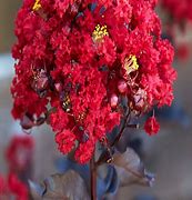 Image result for Lagerstroemia indica Crimson Red