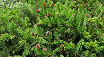 Bildergebnis für Picea abies