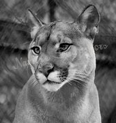 Image result for Mountain Lion Black and White