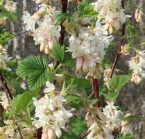 Image result for RIBES SANGUINEUM WHITE ICYCLE