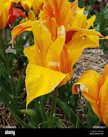 Image result for Tulipa Vendee Globe