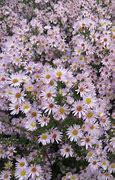 Image result for Aster Anjas Choice (Universum-Group)