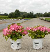 Image result for Hydrangea macrophylla French Cancan