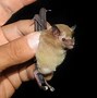 Image result for Where Do Bats Come From