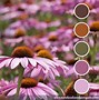 Image result for Pink and Green Color Palette