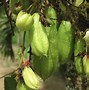 Image result for Small Green and Brown Fruit