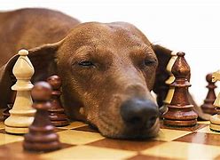 Image result for Dog Chess Pieces