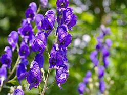 Image result for Purple and White Poisonous Flowers