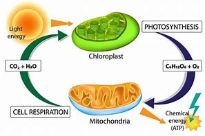 Image result for Cellular Storage Cell