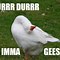 Image result for Goose Memes