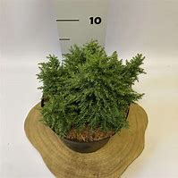 Image result for Cryptomeria japonica Twinkle Toes